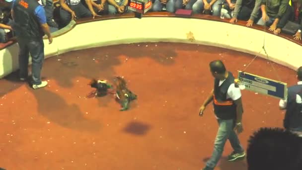 Başlangıç ve bitiş genel Arena horoz dövüşü oyunu — Stok video