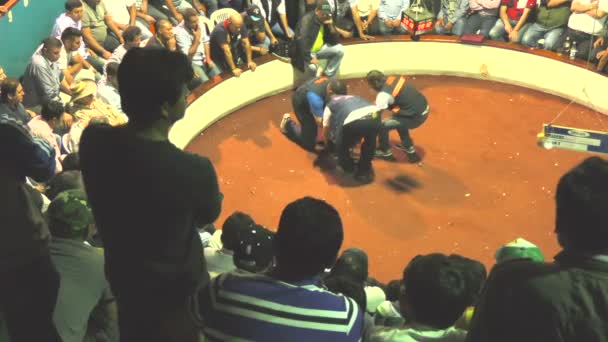 Referee And Trainers During Legal Cockfight In South America — Stock Video