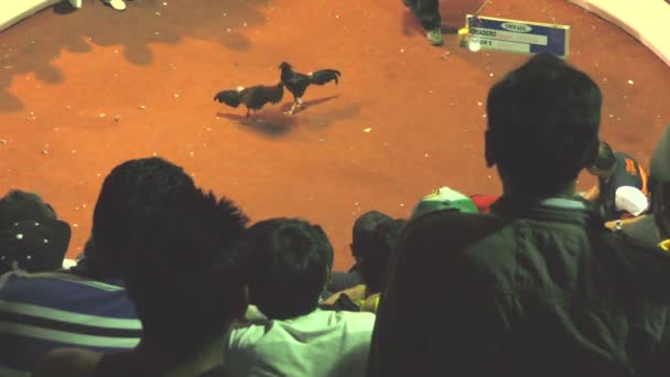Crowd Of Unidentified Gamblers Assisting Public Life And Death Match Between Two Champions Roosters — Stock Video