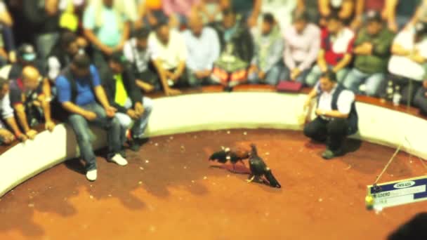 Pelea de gallos partido público en América del Sur en la arena especializada — Vídeos de Stock