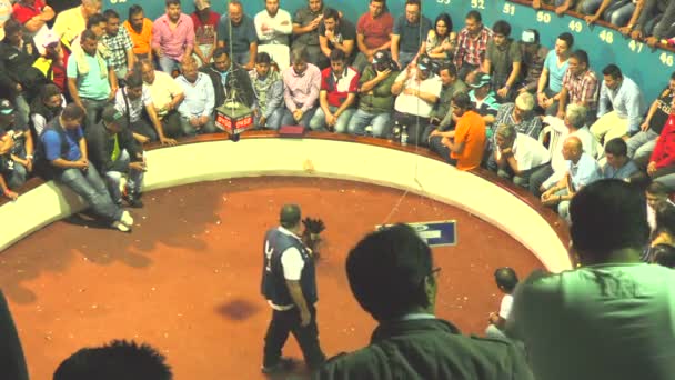 Crowd Of Unidentified Gamblers Assisting Public Life And Death Match Between Two Champions Roosters — Stock Video