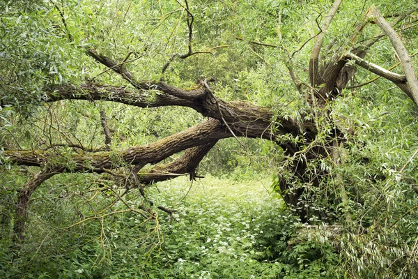 Сломанной Верба дерево — стокове фото