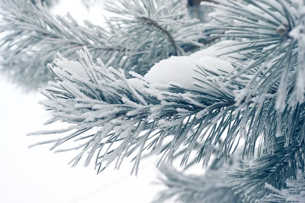 Winter pine branch — Stock Photo, Image