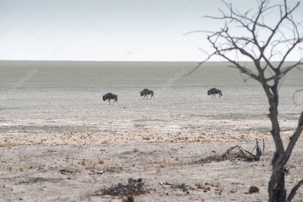 three gnu antelopes walk by bottom of Etosha lake by dry season in Namibia