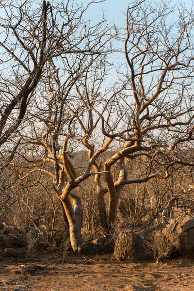 非洲森林中的光秃秃的树木和灌木 按旱季分列 — 图库照片