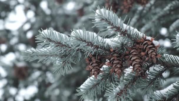冬までに新雪に覆われた枝に4本のモミのコーン — ストック動画