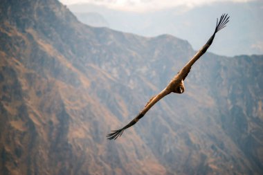 Peru dağları üzerinde uçan vahşi Akbaba