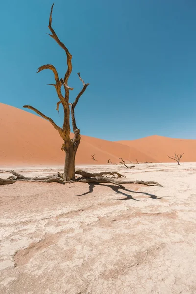 Deadvlei, Namibya 'daki kurumuş gölün dibindeki eski ölü ağaç.