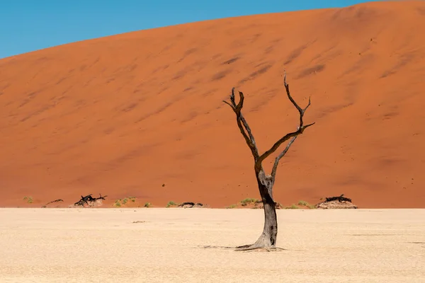 Deadvlei Völgy Táj Magányos Halott Namíbia — Stock Fotó