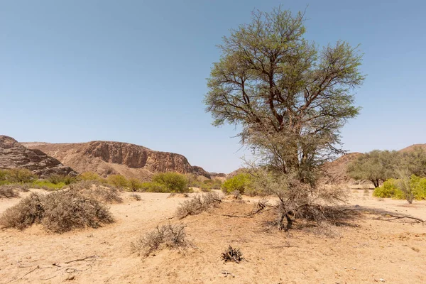 Namibya 'da kurak mevsime kadar büyüyen ağaçlarla birlikte nehir dibi sudan çıktı.