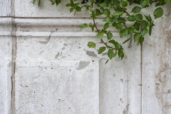 Vintage Klassische Wand Hintergrund Mit Grünen Pflanzenzweigen Der Ecke — Stockfoto