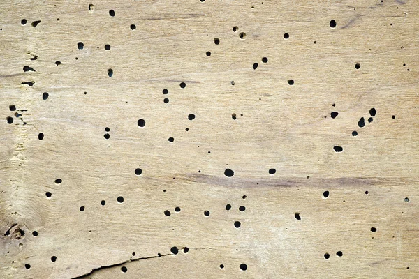 Robak dziury drewno — Zdjęcie stockowe