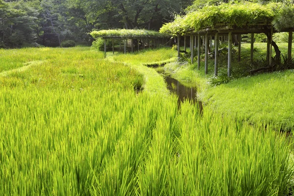 Japanska landskap — Stockfoto