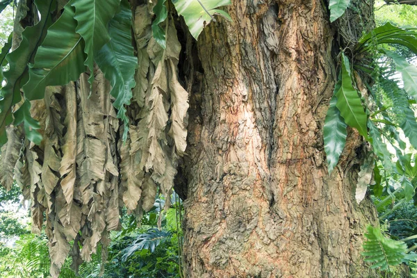 熱帯の木 — ストック写真