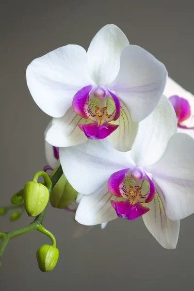 Fecho das orquídeas — Fotografia de Stock