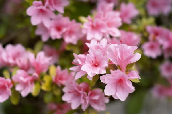 Azalea blommor — Stockfoto