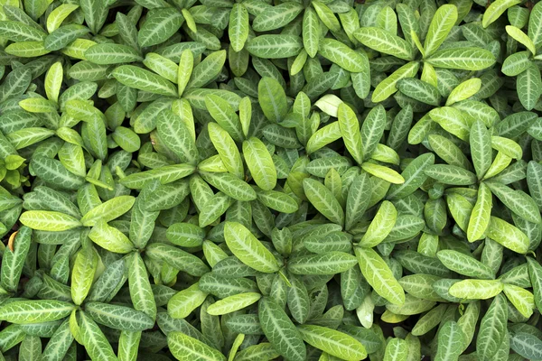 Green leafs — Stock Photo, Image