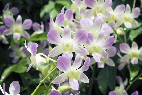 Orquídeas singapore — Fotografia de Stock