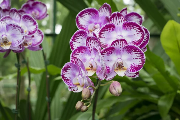 Orquídeas singapore — Fotografia de Stock