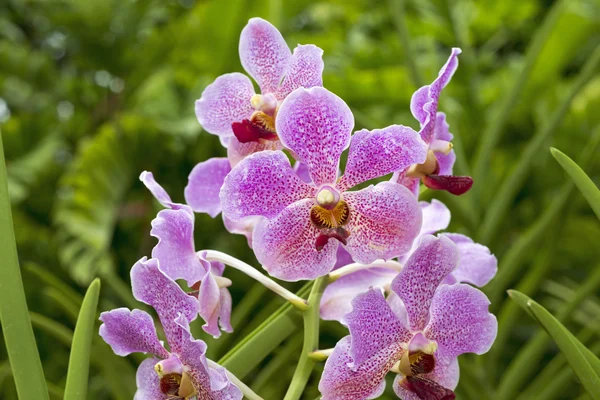 Orquídeas singapore — Fotografia de Stock