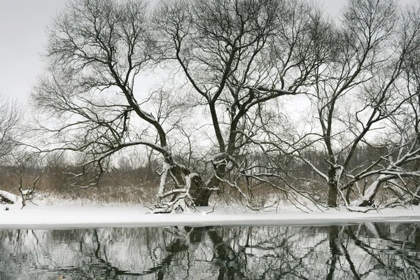 Winter bomen — Stockfoto