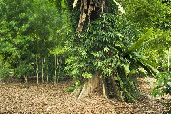 Tropical tree — Stock Photo, Image