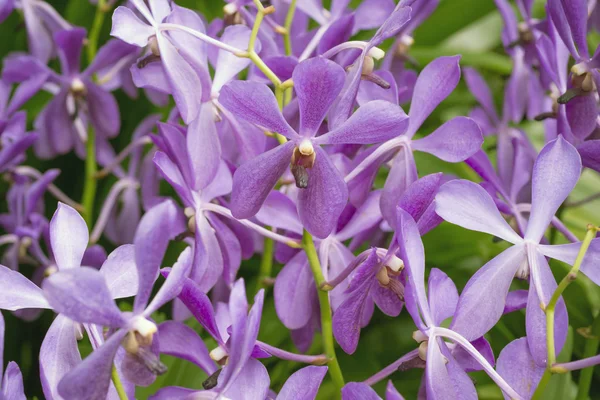 Orquídeas roxas — Fotografia de Stock