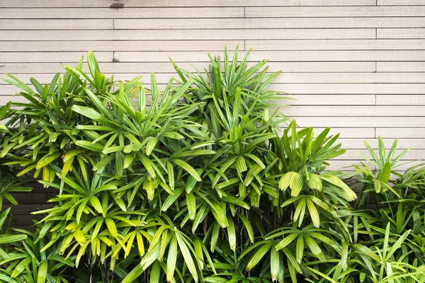 Green plants — Stock Photo, Image