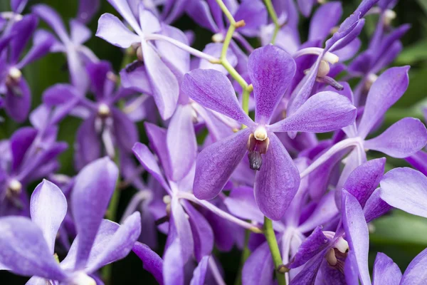 Orquídeas roxas — Fotografia de Stock