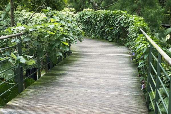 Green pathway — Stock Photo, Image