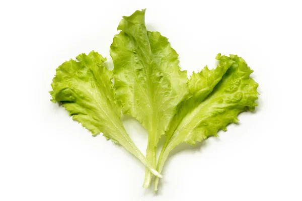 Three Lettuce leaves — Stock Photo, Image