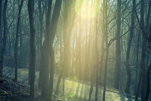Forest morning — Stock Photo, Image