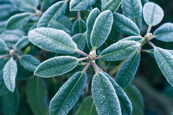 Hoarfrost em verde — Fotografia de Stock