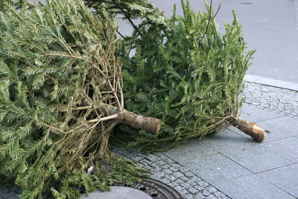 Thrown trees — Stock Photo, Image