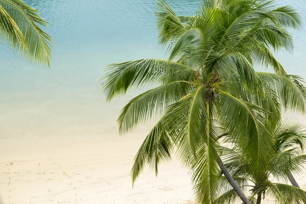 Playa tropical —  Fotos de Stock