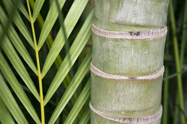 Fecho de bambu — Fotografia de Stock