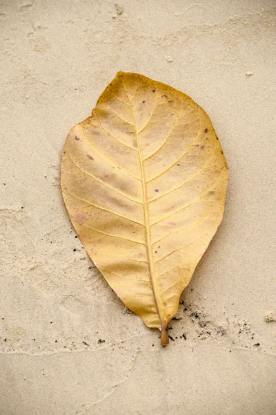 Feuille jaune sur sable — Photo