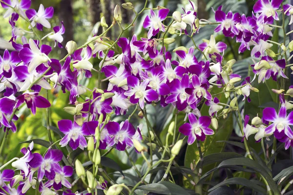 Orquídeas singapore — Fotografia de Stock