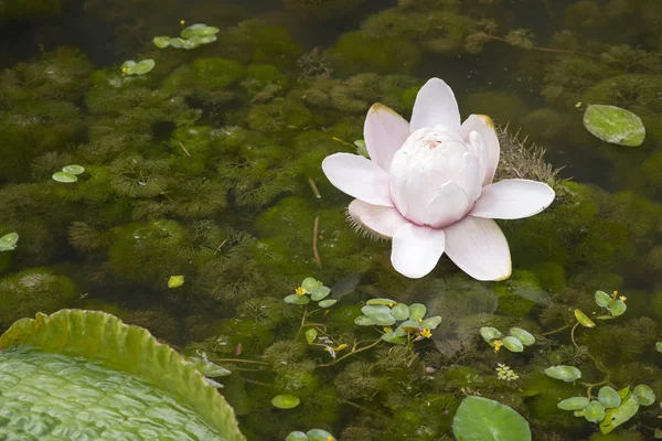 Tropische lotus — Stockfoto