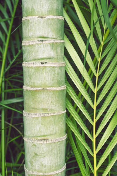 Fragmento de bambú — Foto de Stock