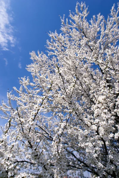 Árbol de flores V —  Fotos de Stock