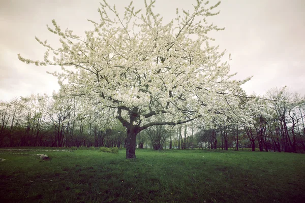 Blossom ağaç — Stok fotoğraf