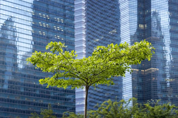 Albero della città — Foto Stock