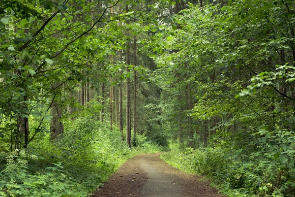 Camino del bosque de verano — Foto de Stock