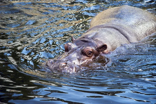 Hippo na água — Fotografia de Stock
