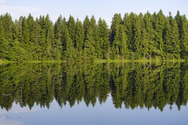 Orman göl kenarında yaz