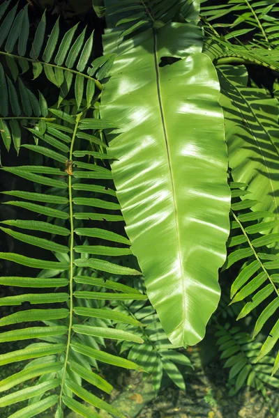 Plante tropicale verzi — Fotografie, imagine de stoc
