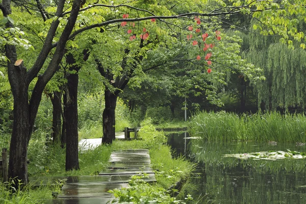 Islak yaz manzara — Stok fotoğraf