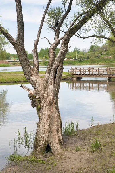 Big willow tree — Stock Photo, Image