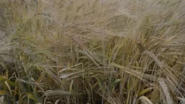 Campo de trigo en el viento — Vídeos de Stock